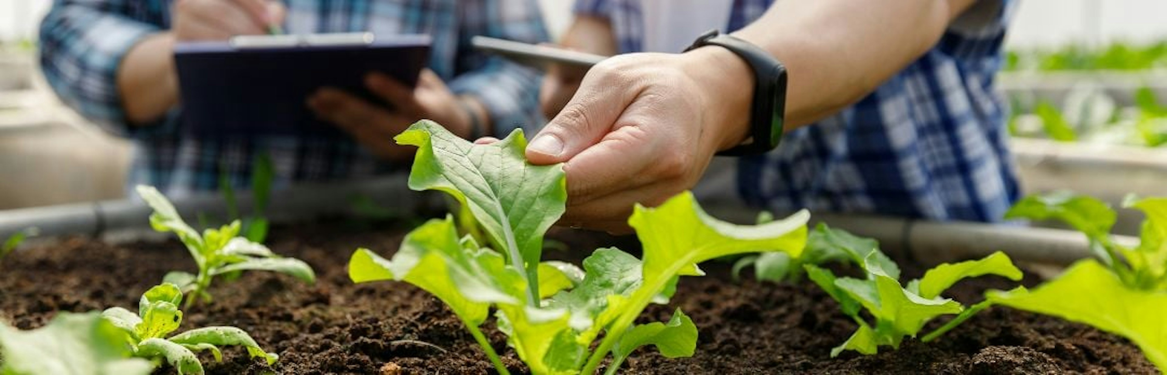 men observing growing vegetation and recording notes