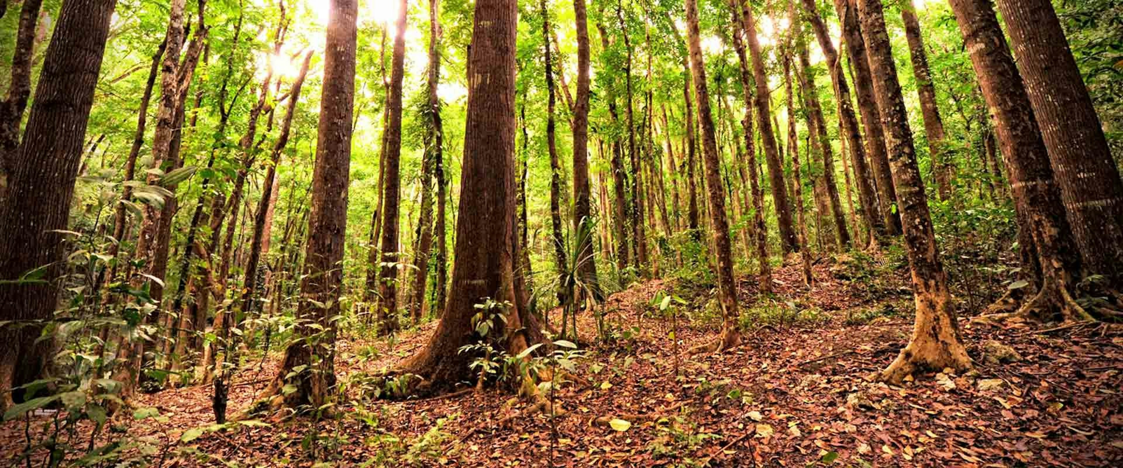 Trees in Philippines forest carbon sequestration forest