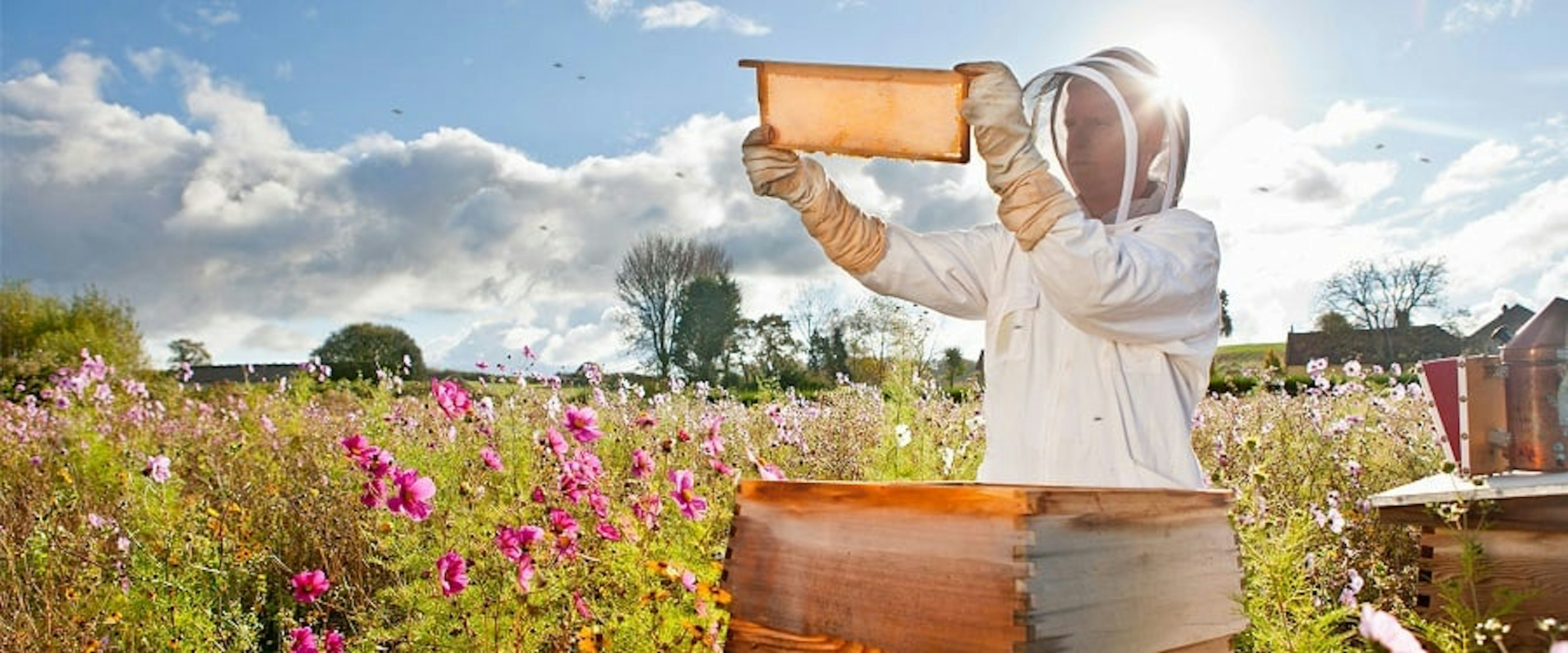 Bee keeper in a sunny field checking hive